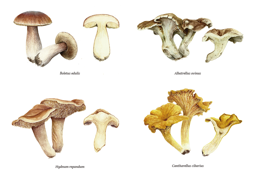 Mushrooms-scientific-illustration