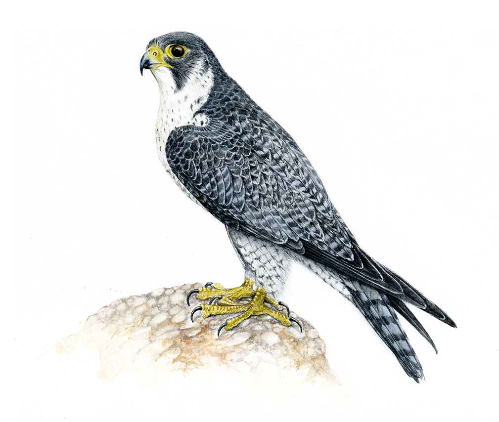 "falco-preregrinus-scientific-illustration"
